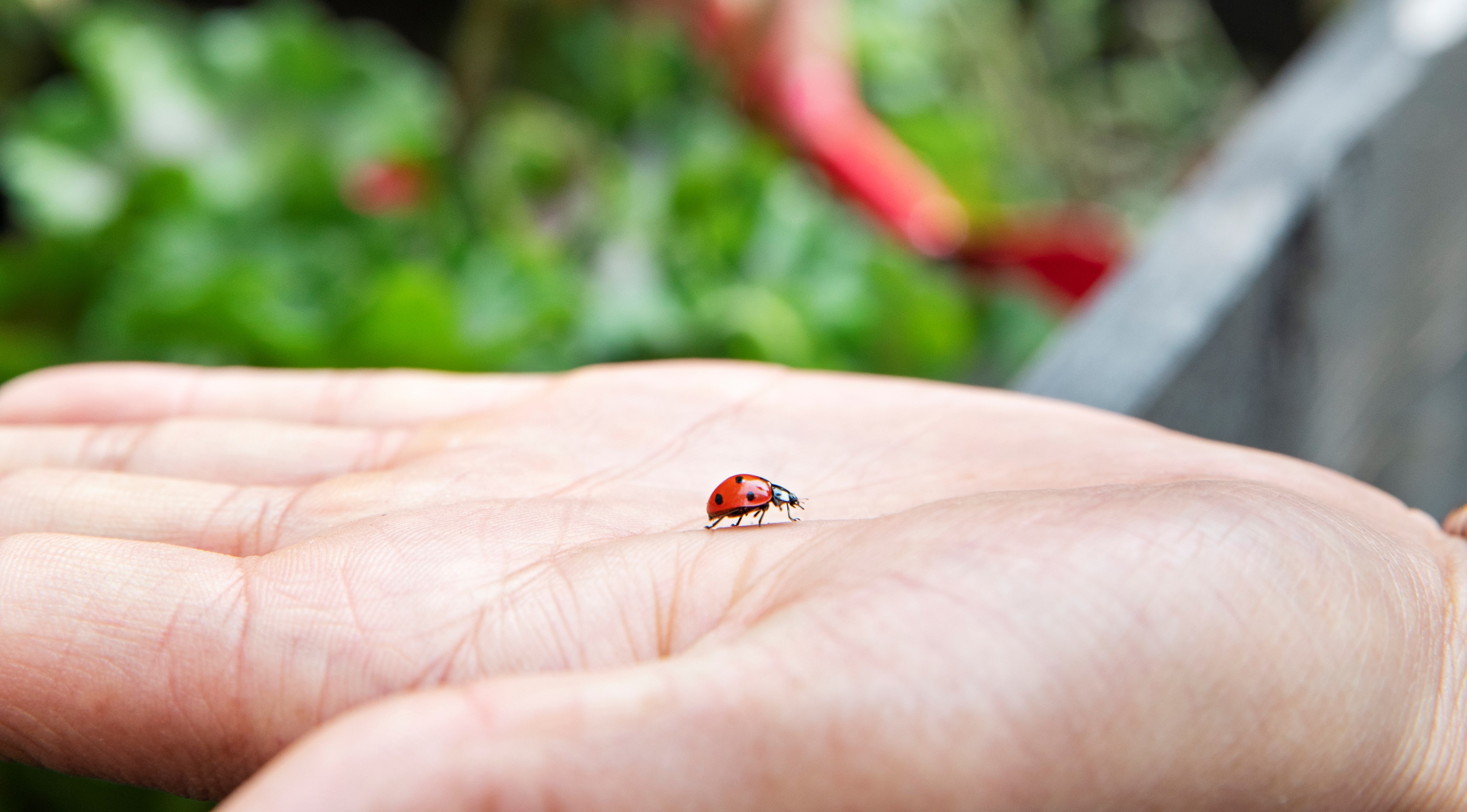 En nyckelpiga som kryper på en handflata